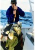 Older sons Blue Groper Older sons Blue Groper